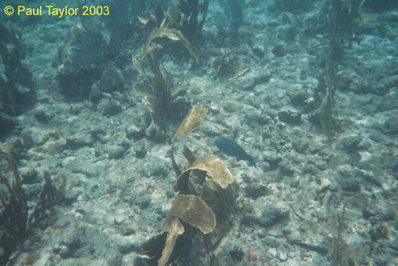 Underwater402
