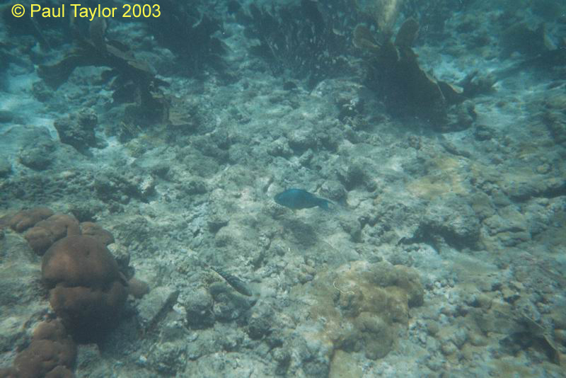 Underwater403