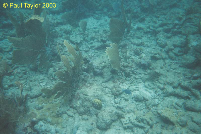 Underwater412