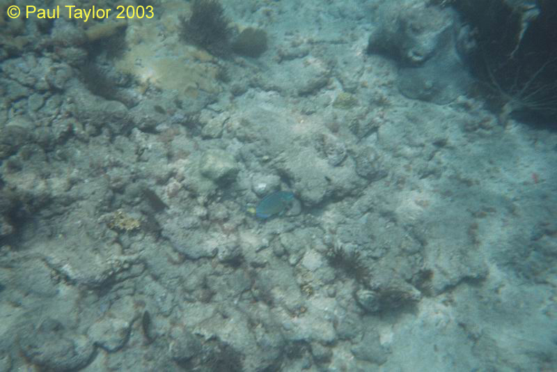 Underwater413