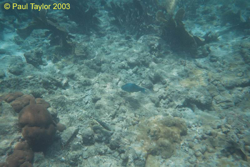 Underwater415